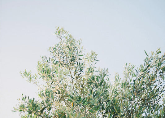 Olijven in Ostuni | Reisfotografie Italië | Canvas