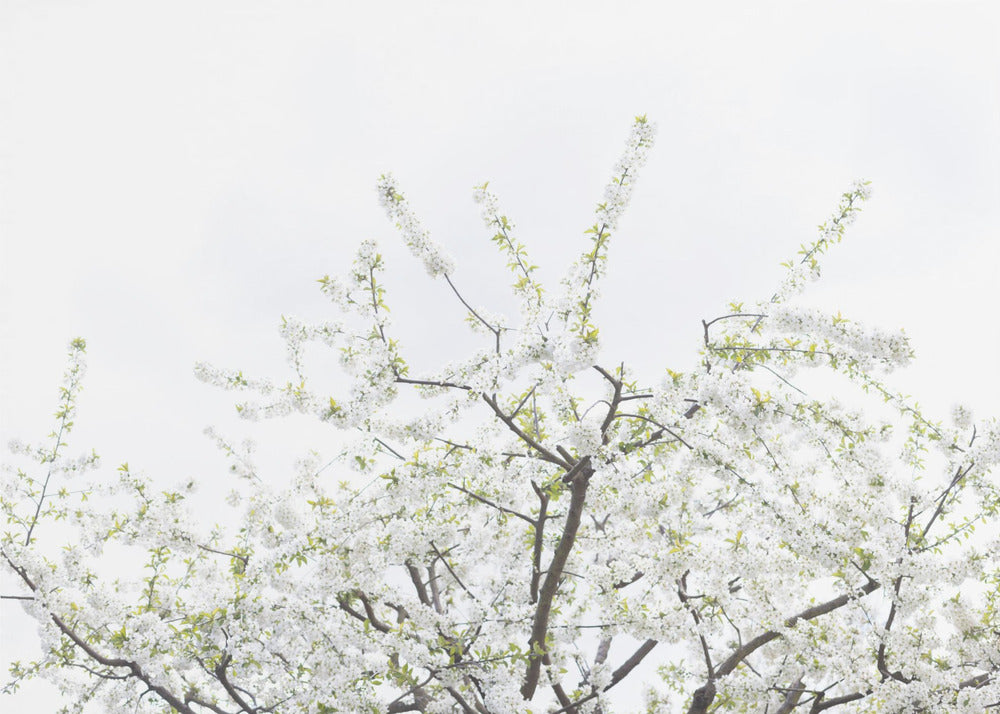 Witte Lenteboom 2 | Canvas