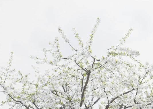 Witte Lenteboom 2 | Canvas