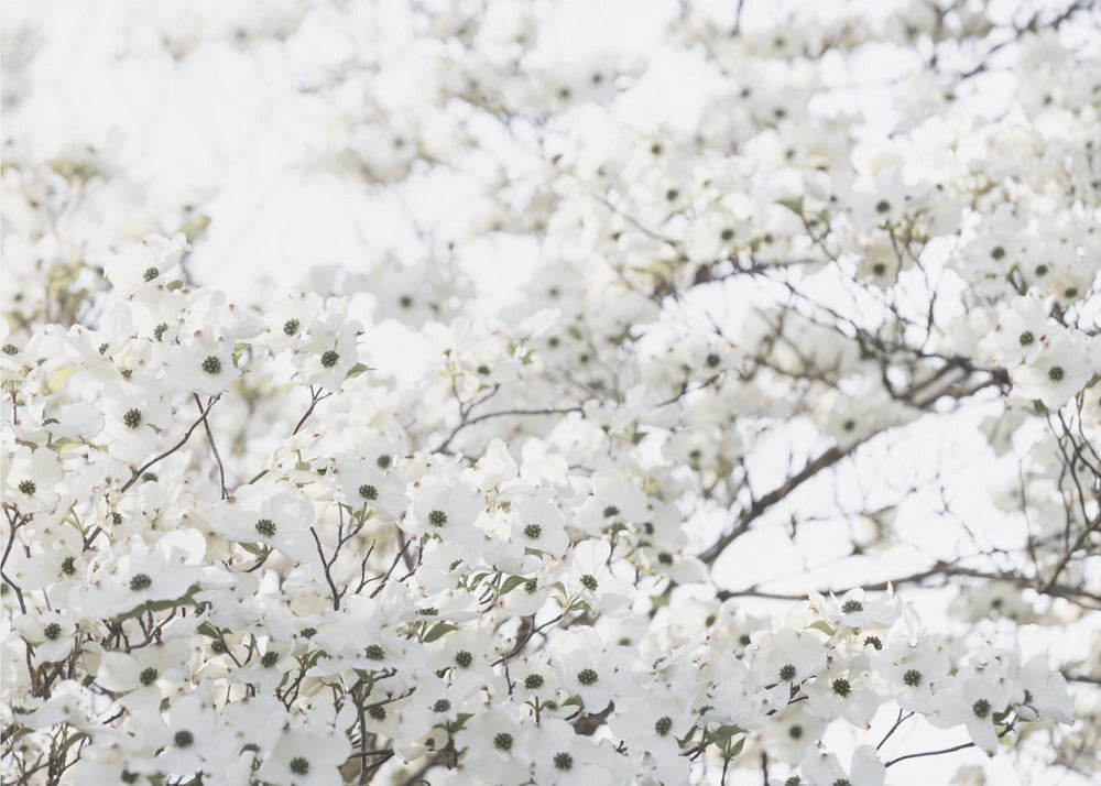Witte Lenteboom 1 | Canvas