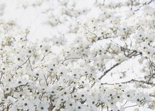 Witte Lenteboom 1 | Canvas