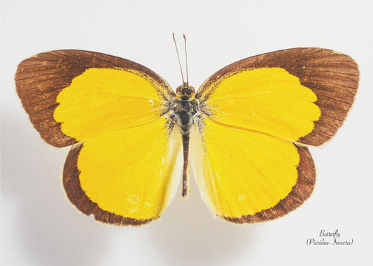 Butterfly - 2 | Poster