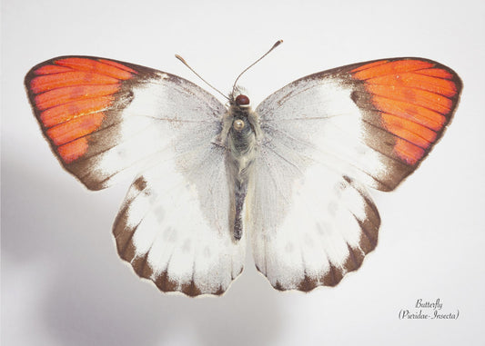 Butterfly - 3 | Poster