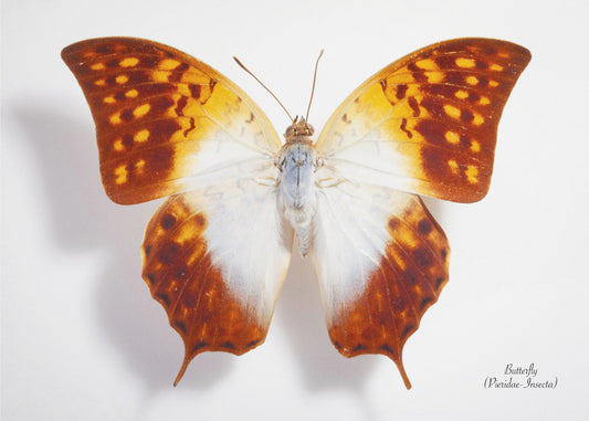 Butterfly - 4 | Poster