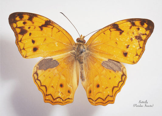 Butterfly - 10 | Poster