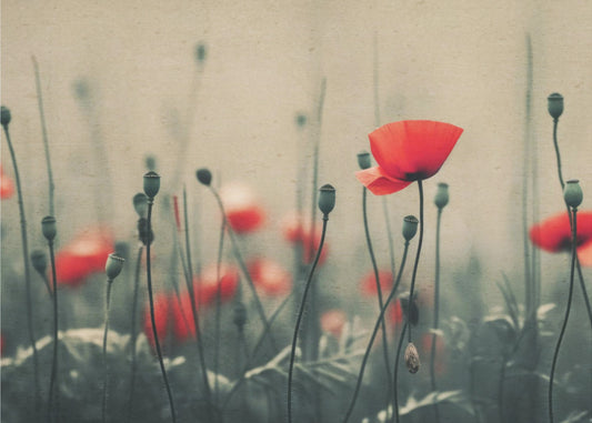 Poppies in the Mist | Canvas