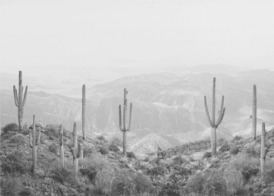 Westerse Cactus | Canvas