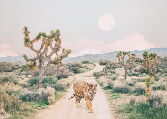 Zwervende tijger | Canvas