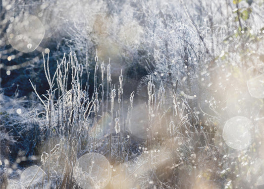 Een winterochtend 3 | Canvas