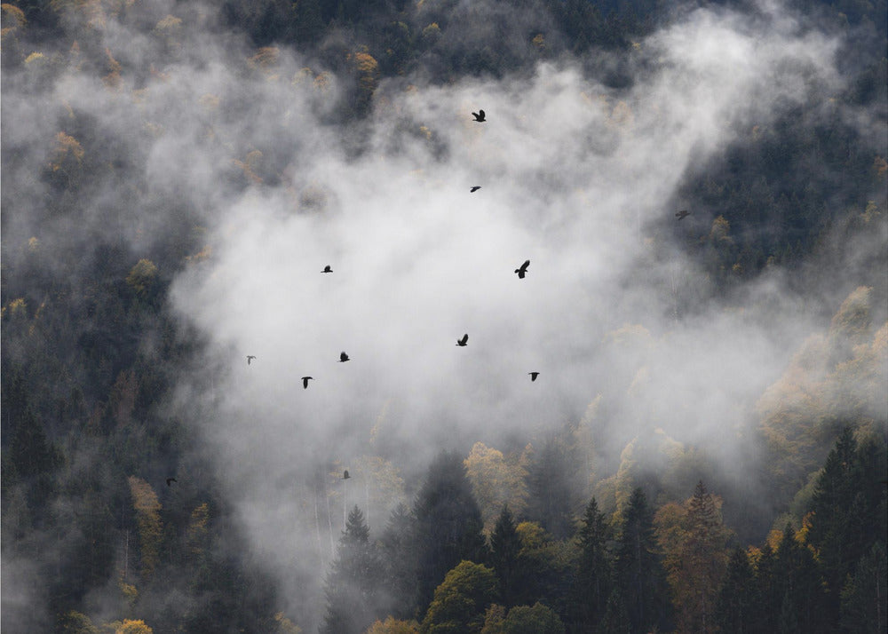 Mistige bossen 8 | Poster