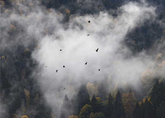 Mistige bossen 8 | Canvas