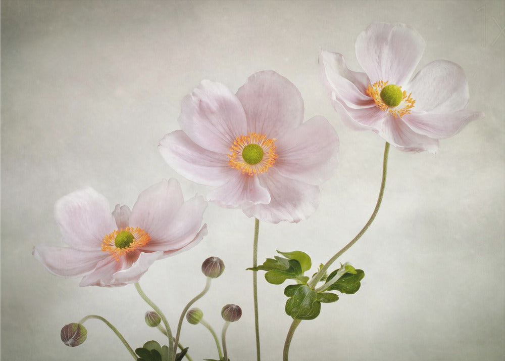 Anemonen | Canvas