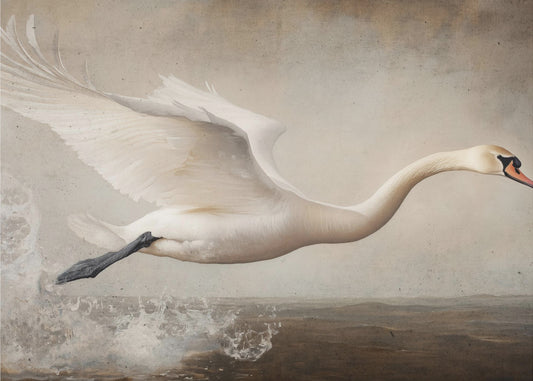 Graceful Flight | Wallpaper