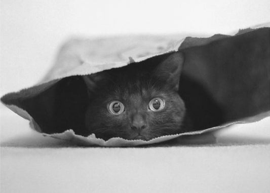 Kat in de zak | Canvas