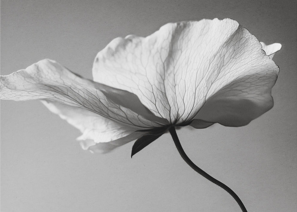 Delicate Bloemblaadjesdans | Behang