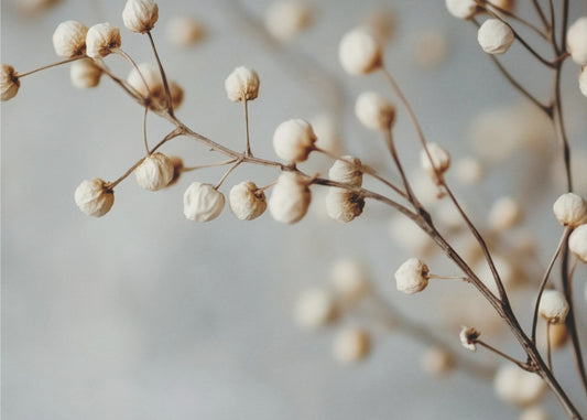 Gedroogde elegantie | Canvas