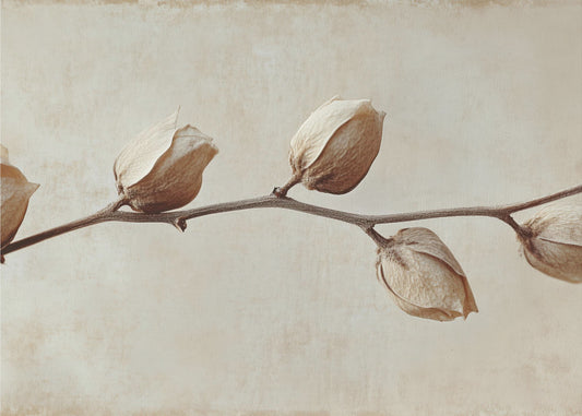 Vervaagde elegantie | Canvas