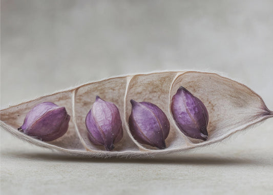 Purple Pod Harmony | Wallpaper