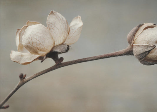 Delicate Petals | Wallpaper