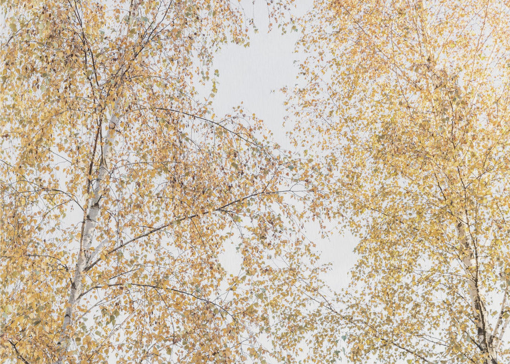Berkenbomen | Canvas