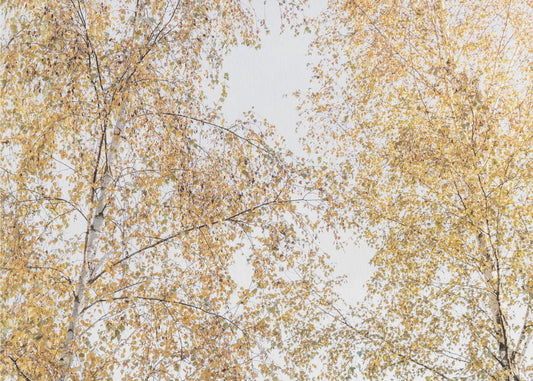 Berkenbomen | Canvas