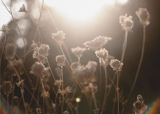 Warm Winterlicht 3 | Canvas