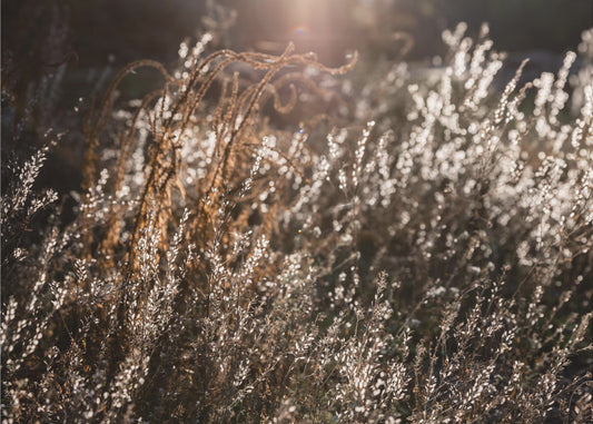 Warm Winterlicht 4 | Canvas