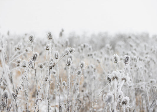 Winterveld 5 | Canvas