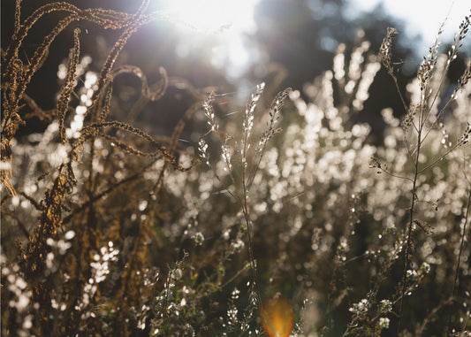 Warm Winterlicht 7 | Canvas