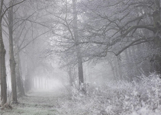 Mistige winterochtend 1 | Canvas