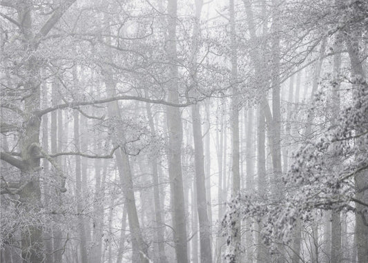 Mistige winterochtend 2 | Canvas