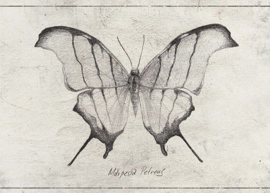Marpesia Petreus | Canvas