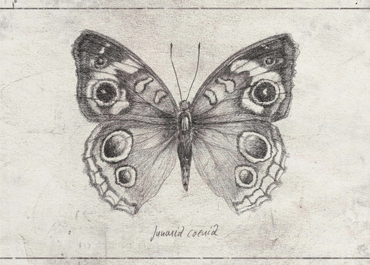 Vlinder toont ingewikkelde vleugel | Poster