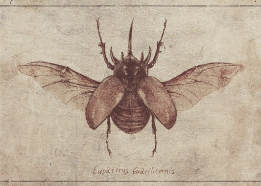 Eupatorus Gracilicornis Kopie | Canvas