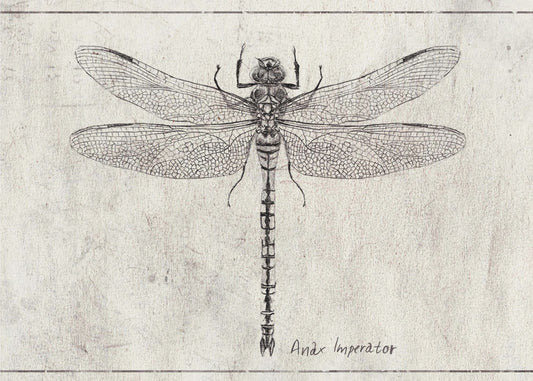 Majesteit in Vlucht Anax Imperator | Canvas