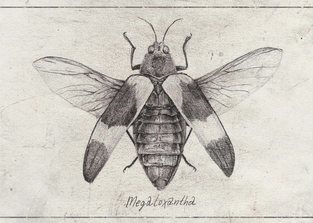 Ingewikkelde insectenschets | Canvas