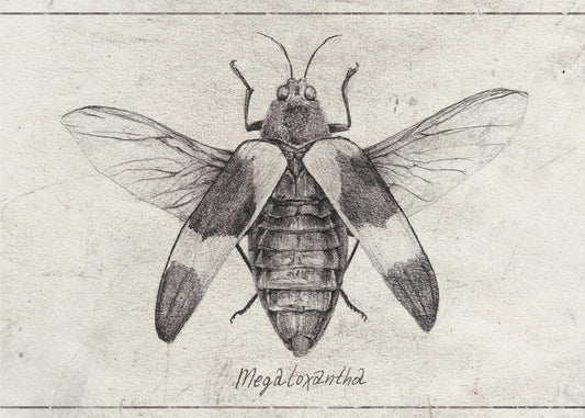 Ingewikkelde insectenschets | Canvas