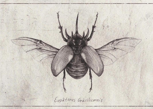 Potloodtekening van een Eupatorus Gracilicornis-kever | Canvas