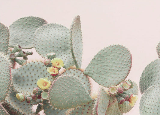 Bloeiende Cactus | Canvas