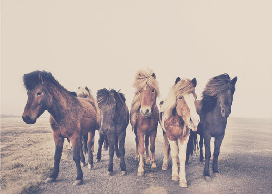Paarden | Canvas