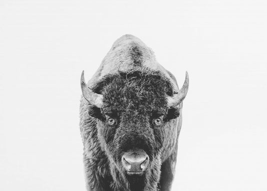 Bizon Bw | Poster