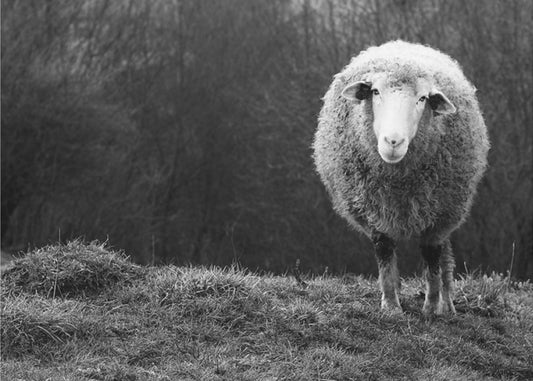 Verdwaalde schapen | Poster
