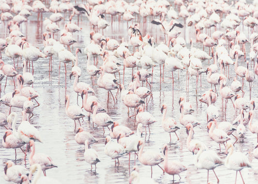 Flamingo's | Canvas