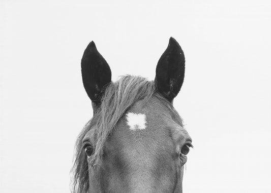 Glurend paard | Canvas