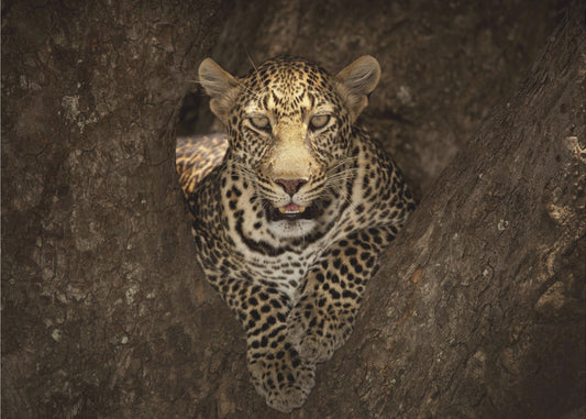 Luipaard rustend op een boom in de Masai Mara | Achtergrond