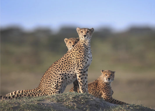 Cheeta's Familie | Poster