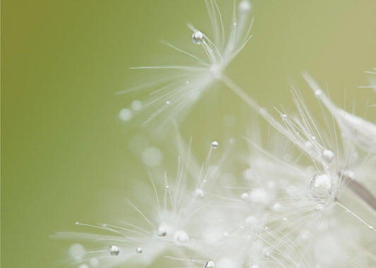 Groen | Canvas
