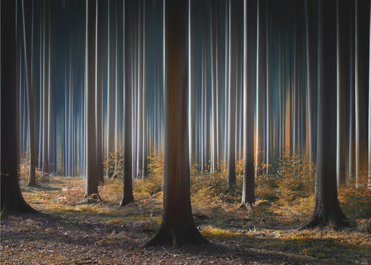 Mystiek Hout | Poster