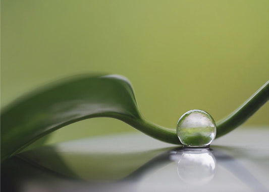 Groene harmonie | Poster