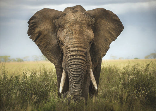Ontmoetingen in Serengeti | Poster
